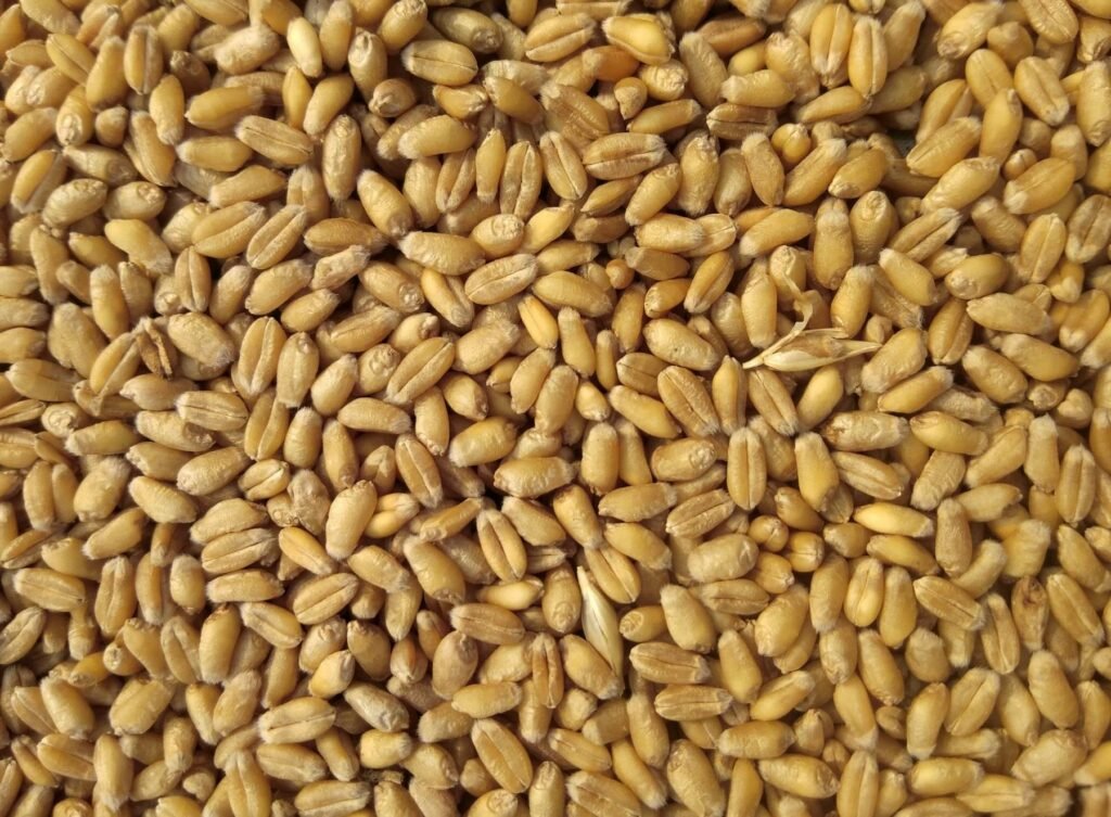 Wheat kernels filling the frame