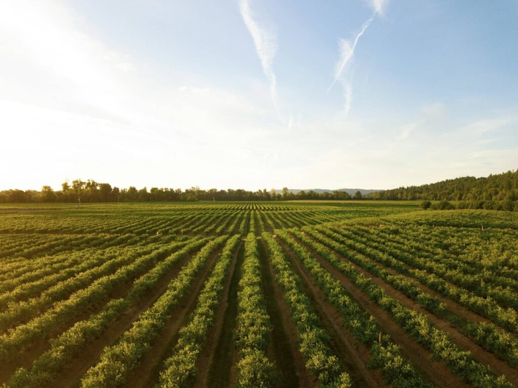 Rows of vines running to the horizon under an evening sky